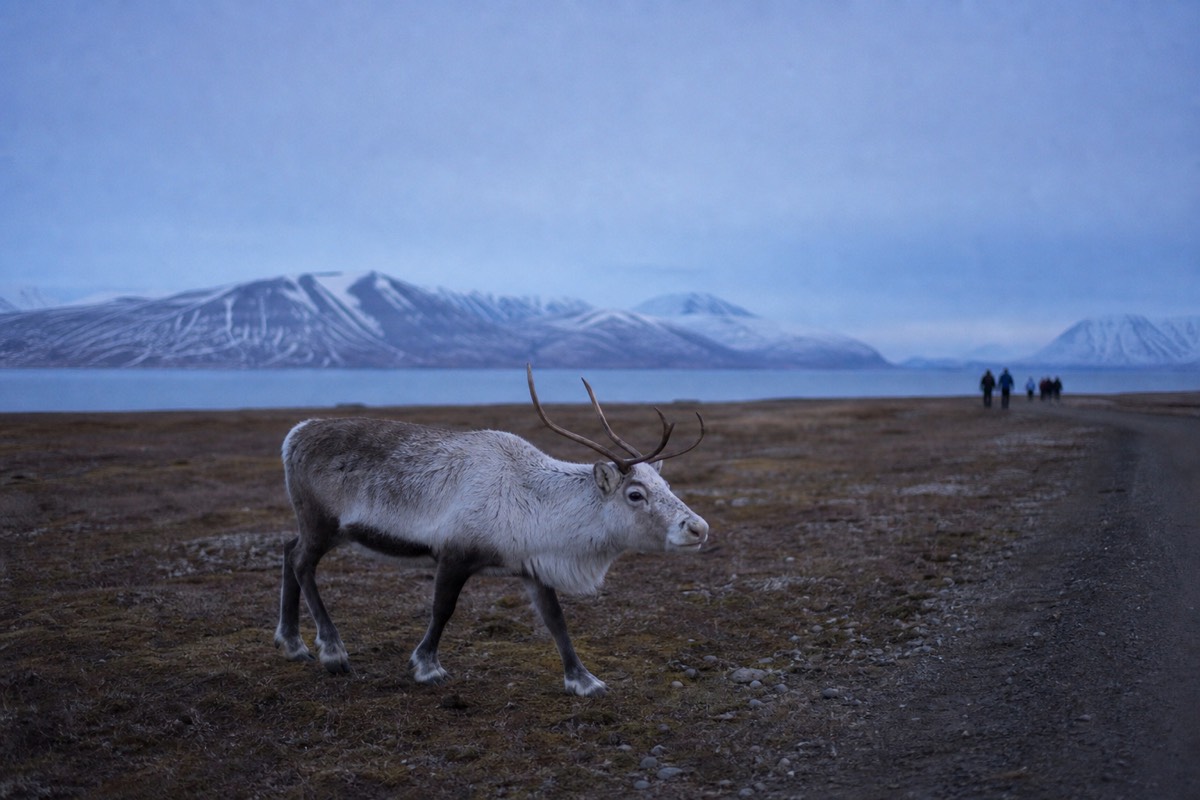Svalbard reindeer standing on open tundra with Isfjorden behind, on a guided wildlife day from Longyearbyen